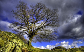 Bare tree hill cloudy sky - wide angle len free wallpaper for desktop