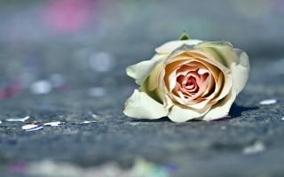 White rose confetti blurry background - confetti free wallpaper for desktop