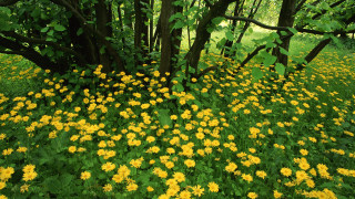 Yellow flower field forest fence - the middle of a forest free wallpaper for desktop