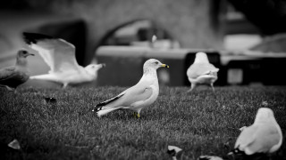 Flock birds grass building car - a lush green field of grass next free wallpaper for desktop