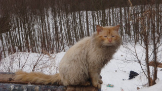 Cat log snow forest bird - a cat free wallpaper