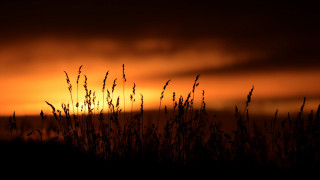 Sunset clouds grass bird dark - a dark sky free wallpaper