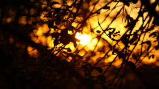 Sunset bare tree autumn leaves - the sun free wallpaper