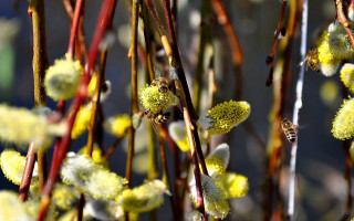 Yellow flowers bee macro ecological - a bee free wallpaper