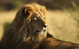 Lion camera focus wildlife naturalism - a lion free wallpaper