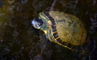 Turtle pond light head impressionist - dionisiu free wallpaper for desktop