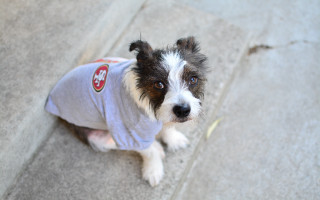 Dog sitting sidewalk looking up - the sidewalk free wallpaper