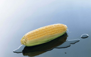 Corn cob floating water drop - a puddle of water free wallpaper