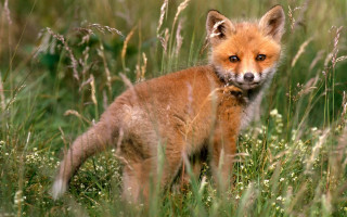 Small fox grass field sad 2 - a small fox free wallpaper