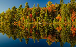 Forest lake autumn leaves bench - lot of trees free wallpaper