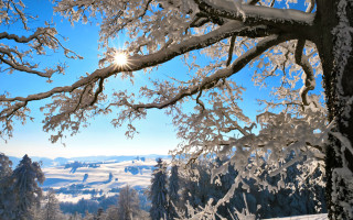 Snowy landscape trees bright sun 6 - a blue sky and some clouds free wallpaper
