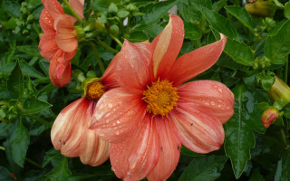 Flower water droplets green puzzle - summer vibrancy free wallpaper