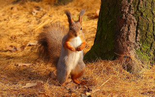 Squirrel woodland pose chippy realistic - its chest free wallpaper