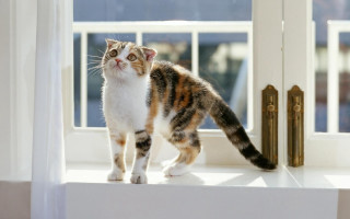 Cat window sill outside sunny - the window sill free wallpaper