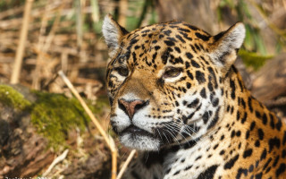 Leopard forest closeup animal photorealistic - animal free wallpaper for desktop