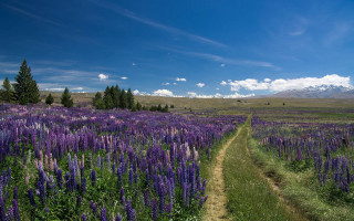 Dirt road purple flowers mountains - a dirt road in a field free wallpaper