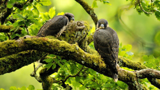 Birds branch forest mossy leaves - mossy free wallpaper for desktop