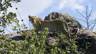 Leopard rock forest branches nature - andrew geddes free wallpaper for desktop