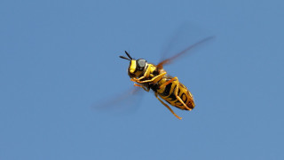 Yellow black insect flying blue - a black head free wallpaper