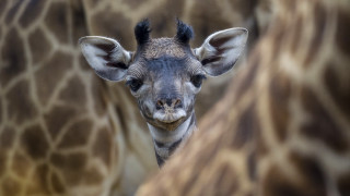 Giraffe closeup background wildlife photorealistic - free animals wallpaper