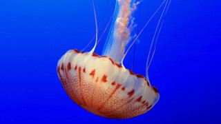 Jellyfish blue water white head - jellyfish free wallpaper