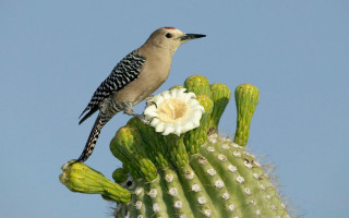 Bird cactus flower sky puzzle - a sky background in the background free wallpaper
