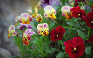 Flower field butterfly leaves colorful - a bunch of flowers free wallpaper