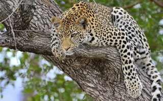 Leopard resting tree branch nature - a leopard free wallpaper for desktop