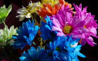 Colorful flowers vase black background - a yellow center free wallpaper