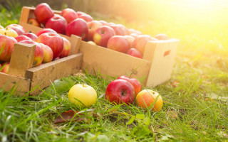 Apples box grass sunlight vibrant - fall vibrancy free wallpaper