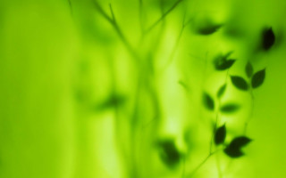Blurry plant leaves bokeh green - a microscopic photo free wallpaper
