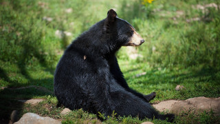 Black bear grassy field yellow - a black bear free wallpaper