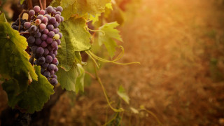 Grapes vineyard autumn sunset blurry 2 - vine free wallpaper for desktop
