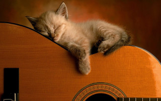 Kitten sleeping guitar folk art - tranquil free wallpaper