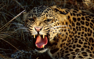Leopard open mouth sharp teeth - tooth wide open free wallpaper