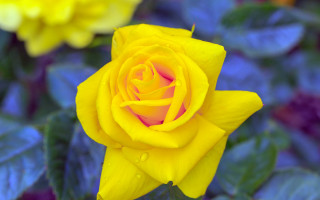 Yellow rose pink center green - vivid color free wallpaper