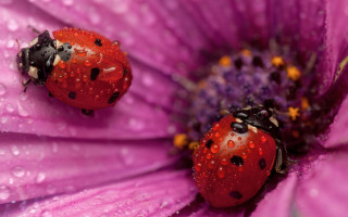 Ladybugs purple flower water droplets - the center free wallpaper