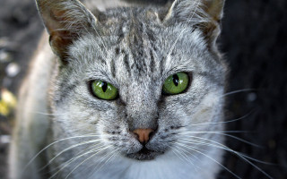 Cat green eyes neoplasticism macro - a close up of a cat free wallpaper