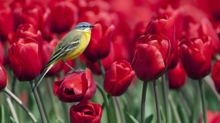 Bird tulips flower macro wildlife - other flower free wallpaper