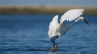 White bird wings spread fish - a fish free wallpaper