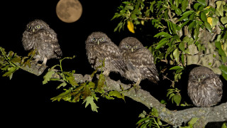 Owls night moon branch bamboo - the moon in the background free wallpaper