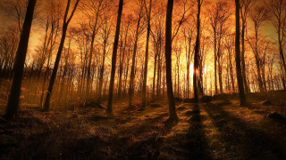 Forest sunset trees moon fireworks - a painting of a forest free wallpaper