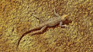 Lizard dirt yellow brown black - a lizard free wallpaper