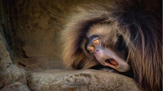 Monkey rock mouth open tongue - a rock free wallpaper for desktop