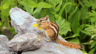 Chipmunk flower rock woods green - green plant free wallpaper for desktop