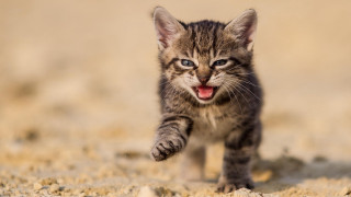 Small kitten sandy ground open - mouth wide open free wallpaper