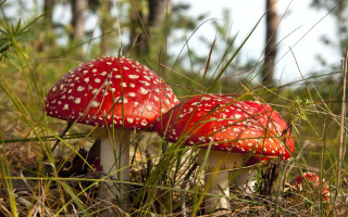 Red mushrooms forest grass autumn - white dot free wallpaper