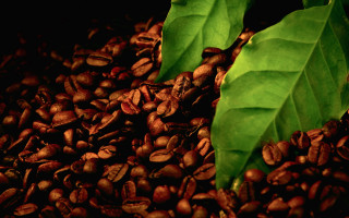 Coffee beans green leaves still 2 - adobe lightroom free wallpaper