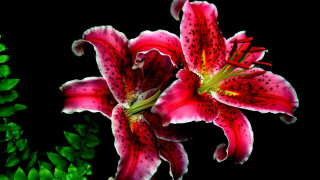 Red berry flower leaf food - green leaf free wallpaper for desktop