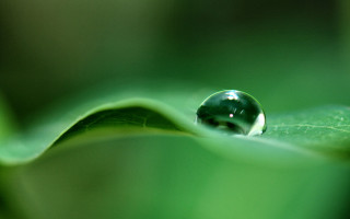 Water drop green leaf macro 15 - a green leaf free wallpaper
